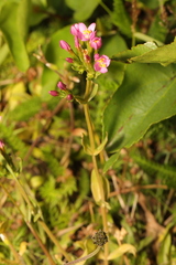 Centaurium erythraea