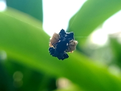Gasteracantha mediofusca