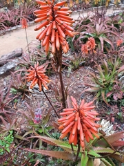 Aloe cameronii