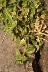 Cerastium fontanum