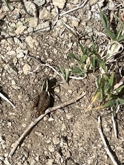 Taramassus cunctator