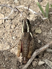 Taramassus cunctator