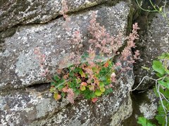 Heuchera hirsutissima