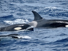 Orcinus orca