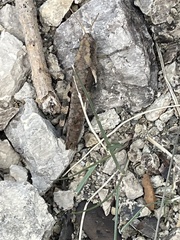 Oxycatantops spissus