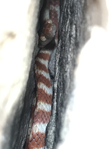 Brown Tree Snake sighting