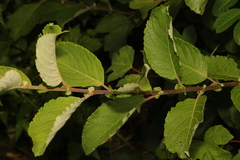 Salix caprea