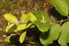 Salix caprea