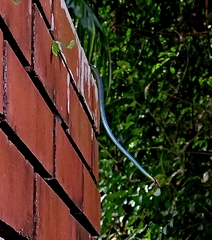 Dendrelaphis cyanochloris