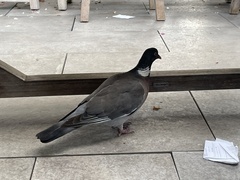 Columba palumbus