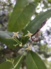 Acronychia pedunculata