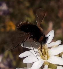 Bombylisoma nigriceps