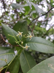 Acronychia pedunculata