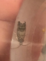 Ofatulena duodecemstriata