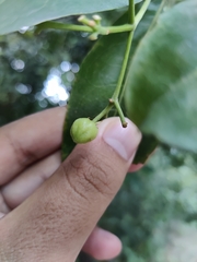 Acronychia pedunculata