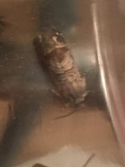 Ofatulena duodecemstriata