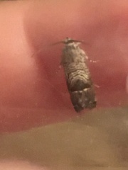 Ofatulena duodecemstriata