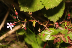 Geranium robertianum