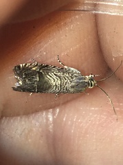 Ofatulena duodecemstriata