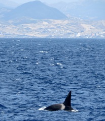 Orcinus orca