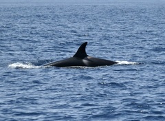 Orcinus orca