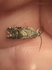 Ofatulena duodecemstriata