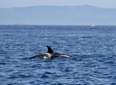 Orcinus orca