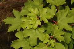 Acer pseudoplatanus