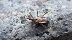Himacerus apterus