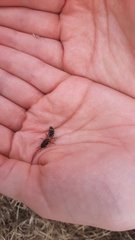 Staphylinus caesareus