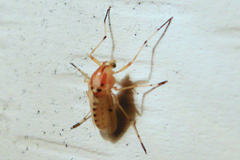 Coelotanypus concinnus