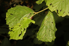 Corylus avellana