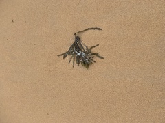 Phyllospora comosa