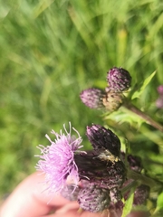 Tephritinae