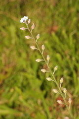Myosotis arvensis