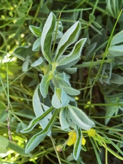 Thermopsis lanceolata