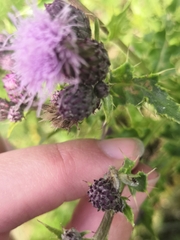 Tephritinae
