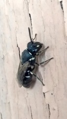 Hylaeus leptocephalus