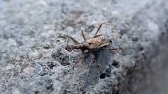 Himacerus apterus