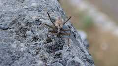 Himacerus apterus
