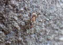 Himacerus apterus