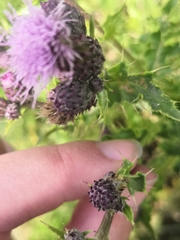 Tephritinae