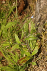 Myosotis arvensis