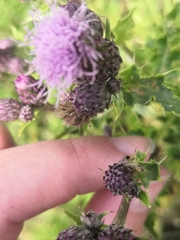 Tephritinae