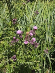 Tephritinae