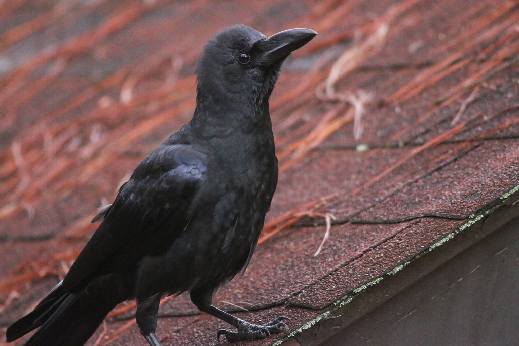 Philippine Jungle Crow photo