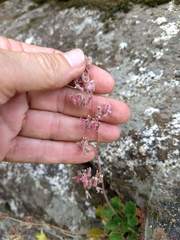 Heuchera hirsutissima