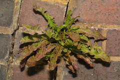 Taraxacum officinale