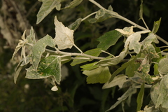 Populus alba