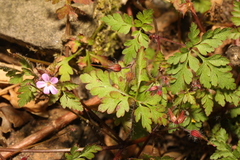 Geranium robertianum